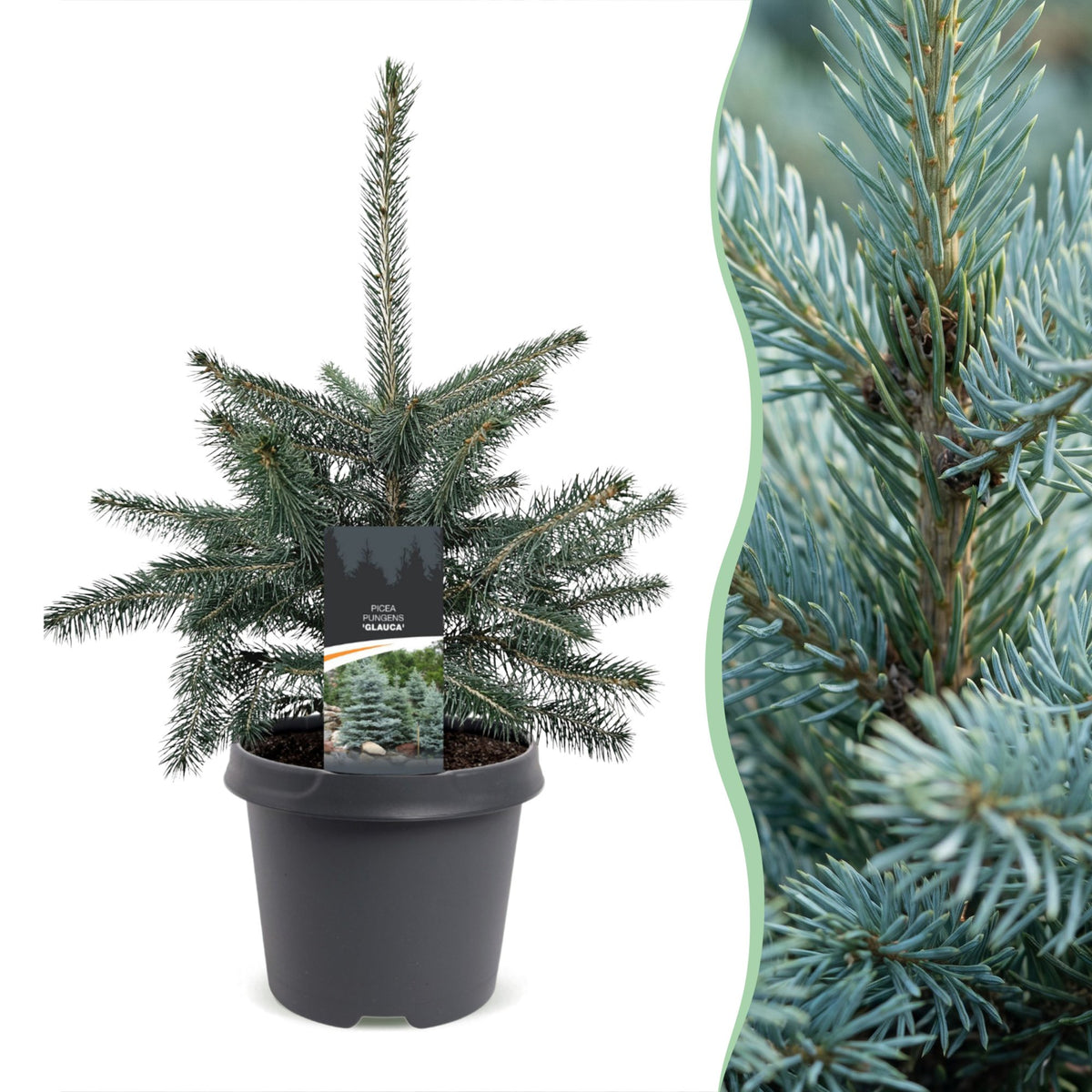 Épicéa bleu du Colorado (Picea pungens Glauca) en pot et détail des aiguilles