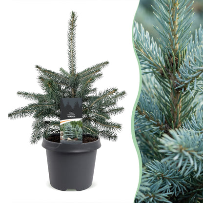 Épicéa bleu du Colorado (Picea pungens Glauca) en pot et détail des aiguilles