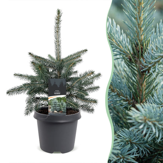 Épicéa bleu du Colorado (Picea pungens Glauca) en pot et détail des aiguilles