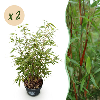 Fargesia scabrida Asian Wonder, bambou non envahissant, avec feuillage vert et tiges brunes. Une pastille 'x 2' indique un lot de deux plant