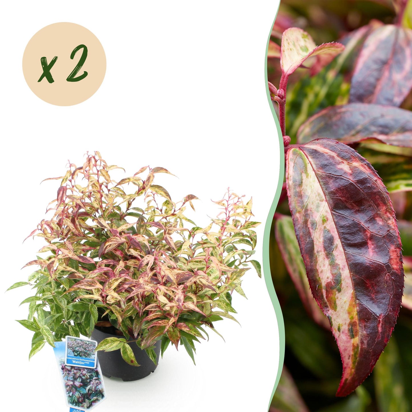 Leucothoe Makijaz en pot, feuillage panaché de vert, jaune et rouge-brun, avec un zoom sur une feuille, et une bulle "x 2" indiquant la quan