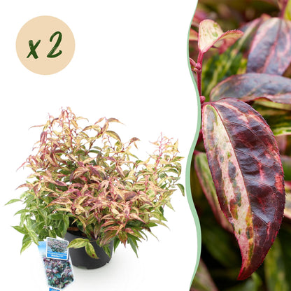 Leucothoe Makijaz en pot, feuillage panaché de vert, jaune et rouge-brun, avec un zoom sur une feuille, et une bulle "x 2" indiquant la quan