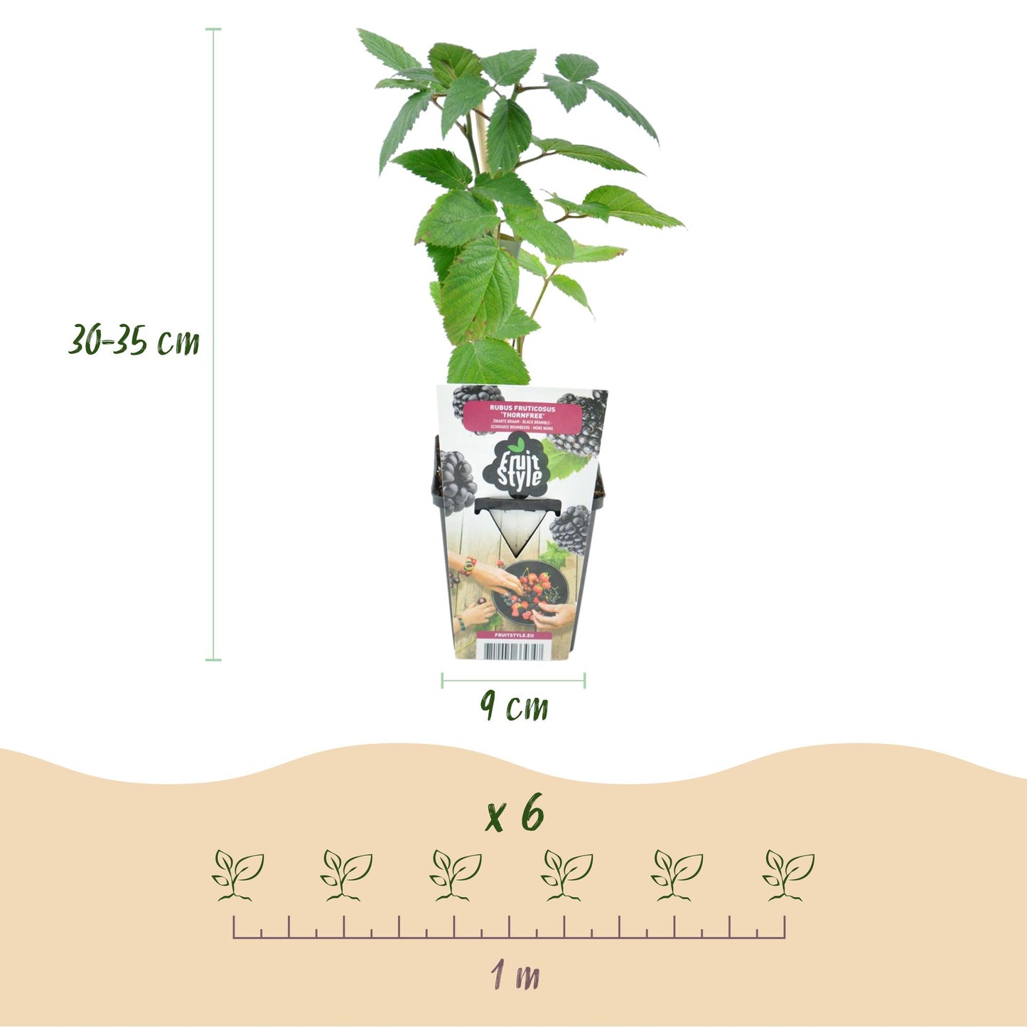 Ronce sans épines Rubus Thornfree : plante en pot de 9cm, hauteur 30-35cm, avec un schéma indiquant un espacement de 1 mètre pour 6 plants.