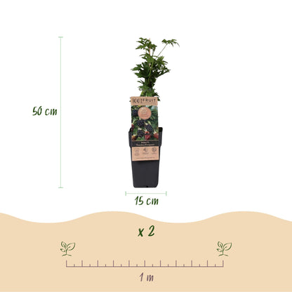 Rubus fruticosus Thornless Evergreen : Schemas d'un plant en pot de 15 cm et 50 cm de haut, ainsi que l'espacement de plantation de 1 mètre 