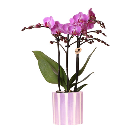 Orchidée Phalaenopsis violette avec cache-pot Rayures lilas
