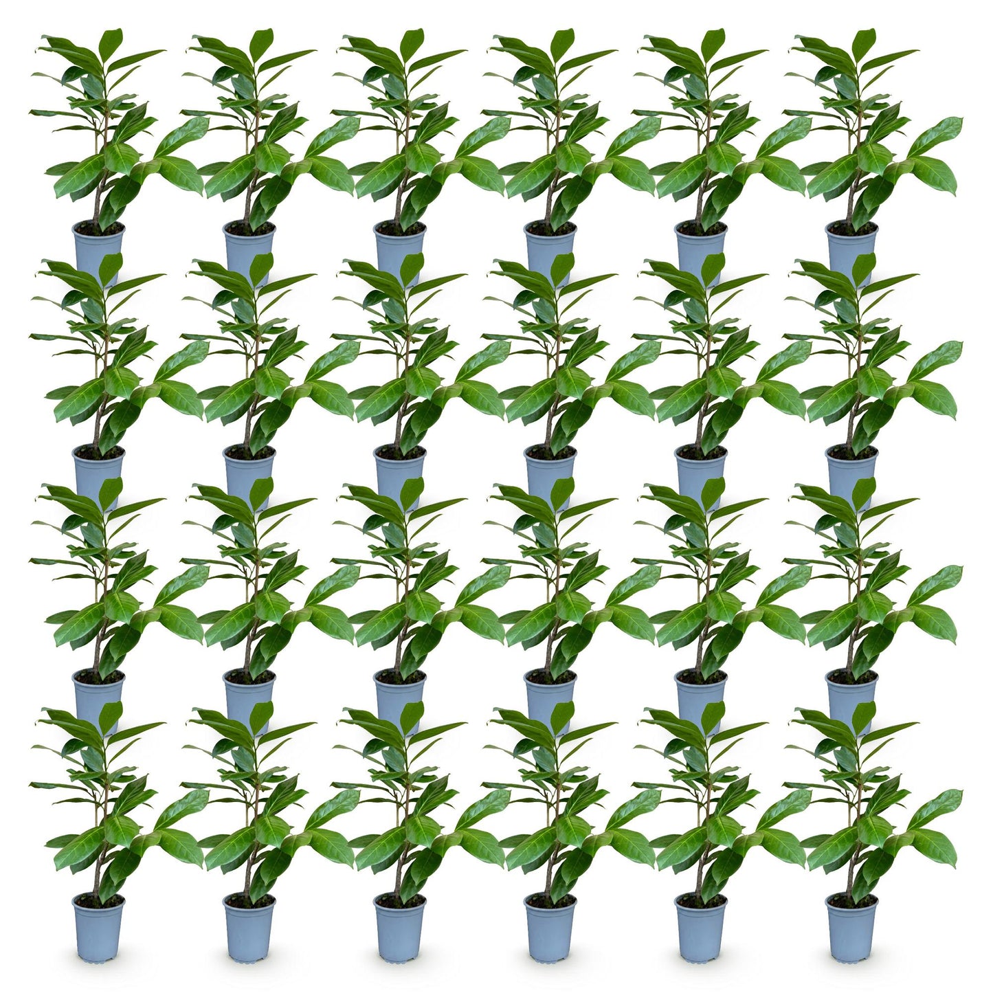 Prunus laur. Rotundifolia, lot de jeunes lauriers-cerisiers en pot de 9cm et de 25-35cm de hauteur, feuilles vertes brillantes. Idéal pour h