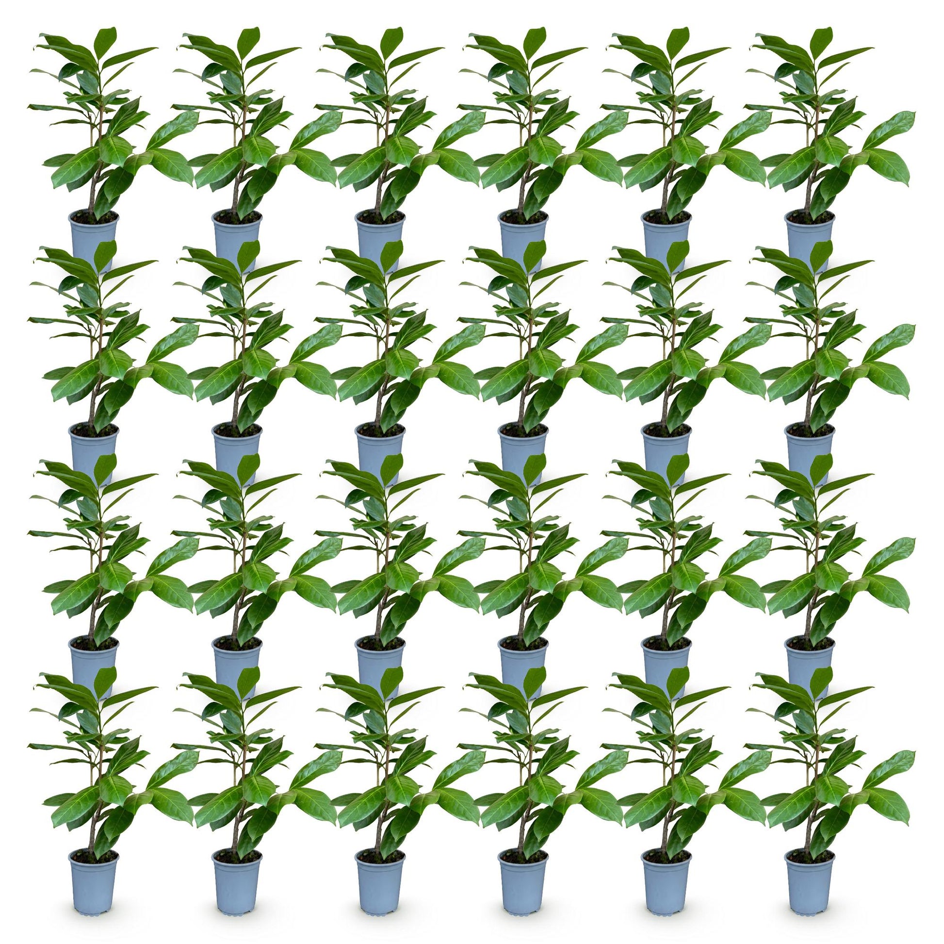 Prunus laur. Rotundifolia, lot de jeunes lauriers-cerisiers en pot de 9cm et de 25-35cm de hauteur, feuilles vertes brillantes. Idéal pour h