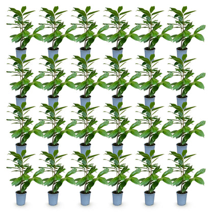 Prunus laur. Rotundifolia, lot de jeunes lauriers-cerisiers en pot de 9cm et de 25-35cm de hauteur, feuilles vertes brillantes. Idéal pour h