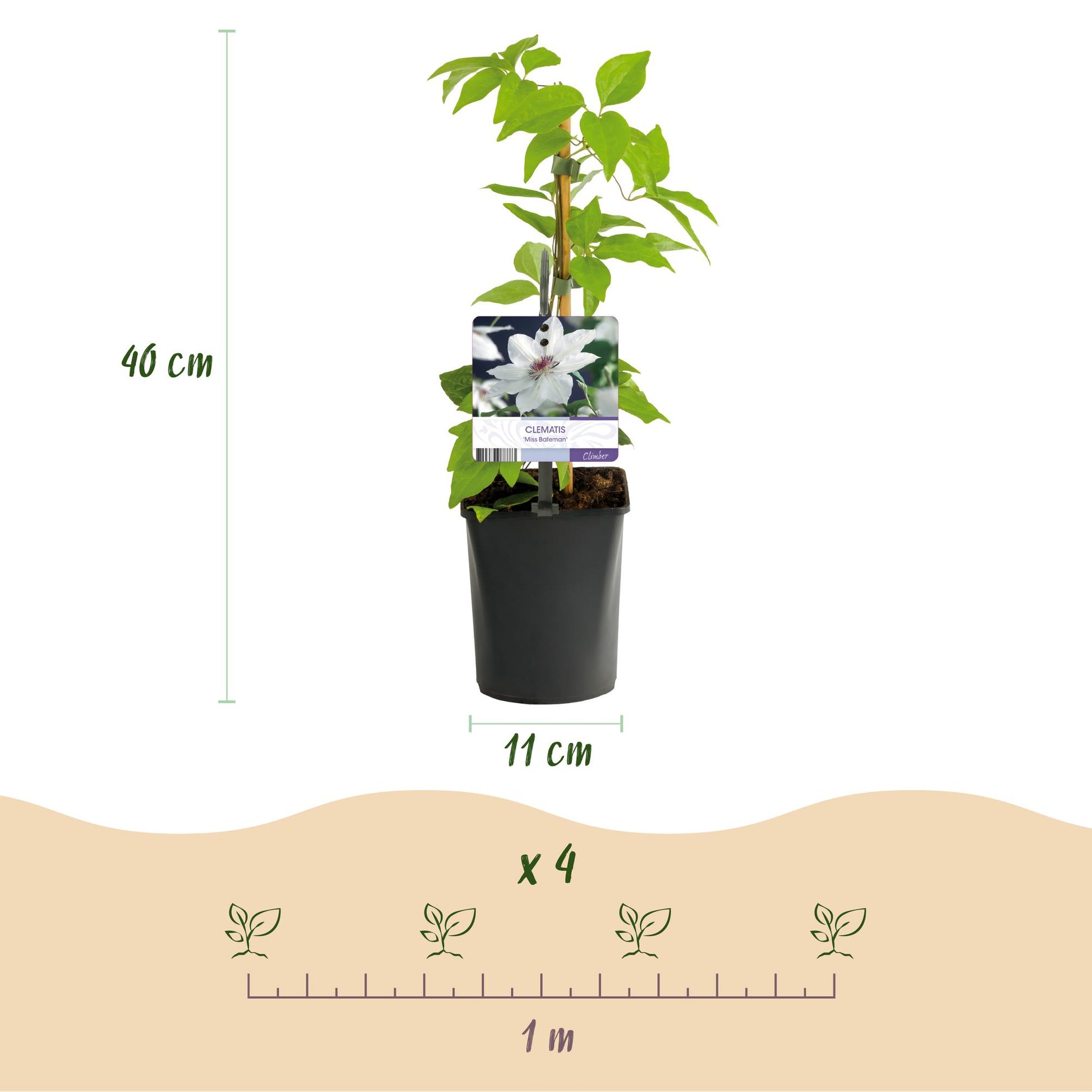 Clématite Miss Bateman. Infographie des dimensions d'un plant de 40cm de haut, pot de 11cm, et un exemple d'espacement pour 4 plants sur 1 m