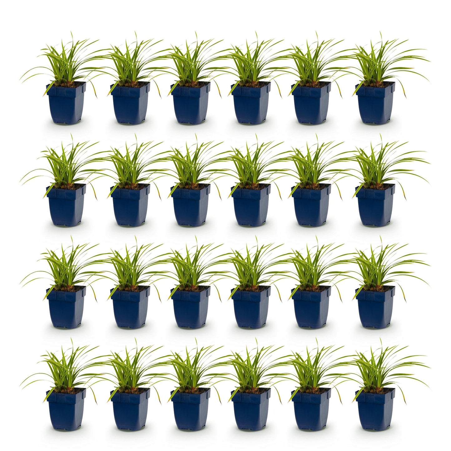 Carex morrowii Ice Dance : vingt-quatre pots de graminées aux feuilles vert-crème panachées, alignés sur un fond blanc.