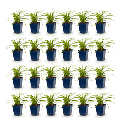 Carex morrowii Ice Dance : vingt-quatre pots de graminées aux feuilles vert-crème panachées, alignés sur un fond blanc.