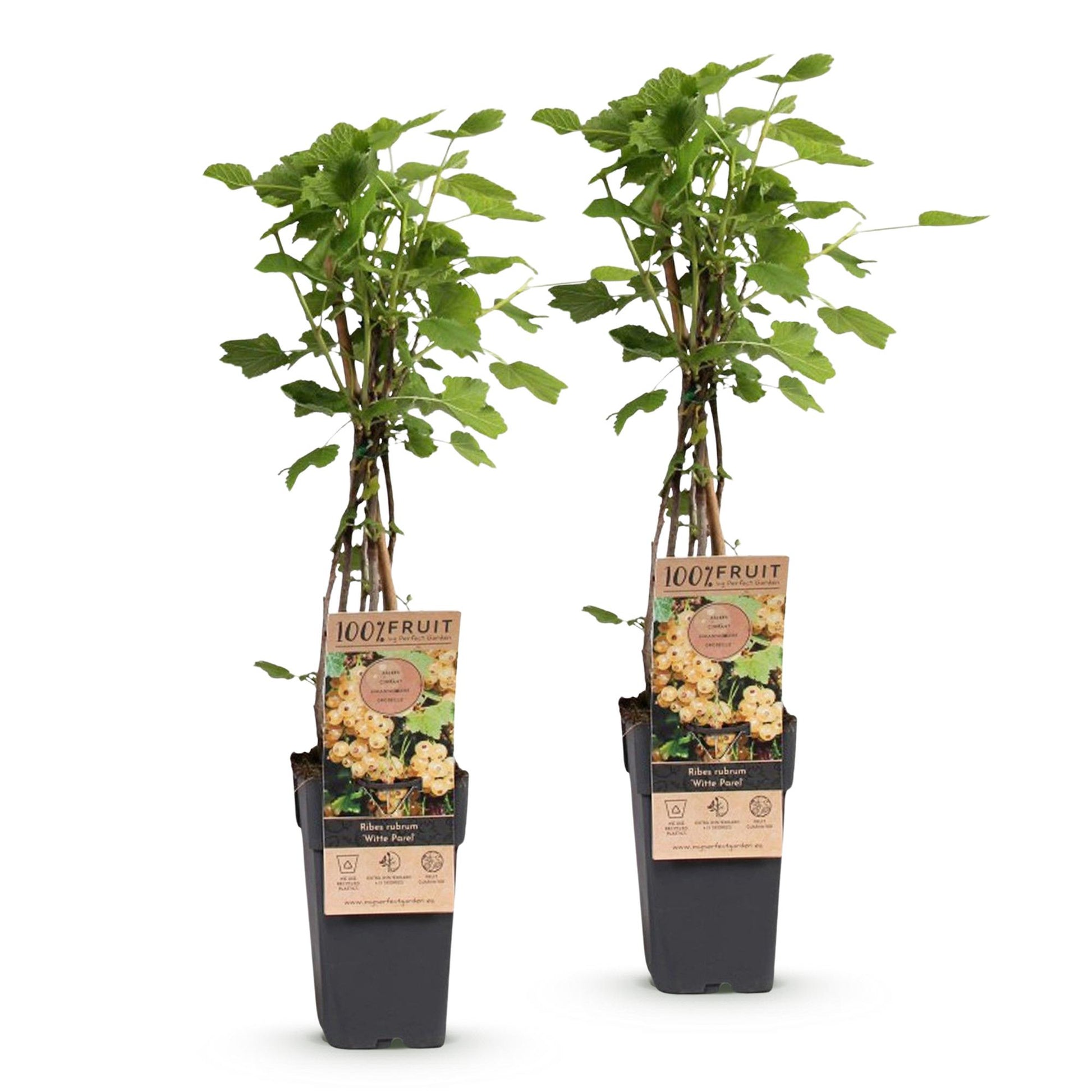 Ribes rubrum 'Witte Parel', 2 plants de groseillier blanc en pot sur fond blanc, feuillage vert, arbuste fruitier.