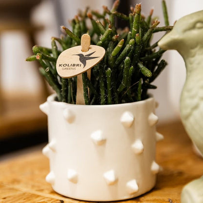 Cache-pot céramique à picots en relief - style audacieux - mise en scène avec une plante