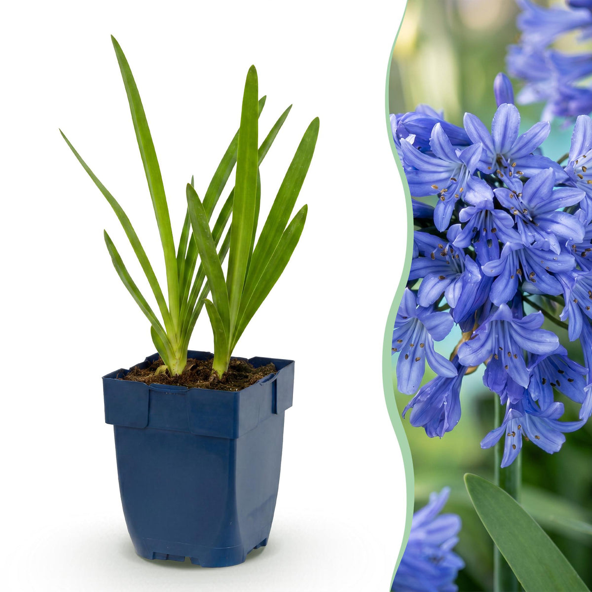 Agapanthe bleue en pot de 11 cm et détail du feuillage et des fleurs