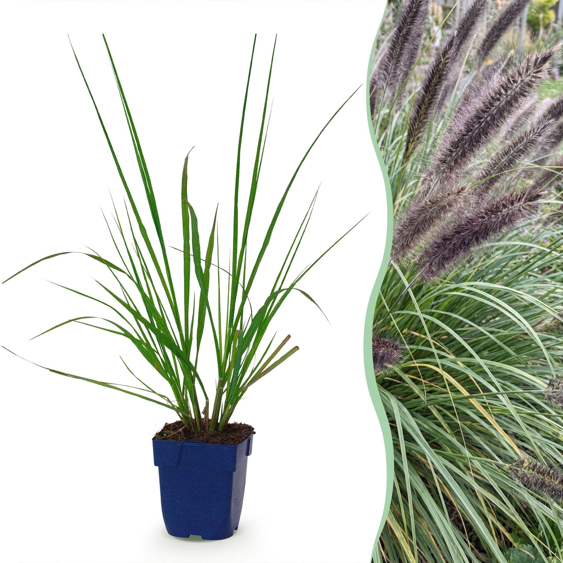 Pennisetum alop. Black Beauty, un plant en pot à gauche et à droite la plante avec ses inflorescences en forme d'épis pourpres.