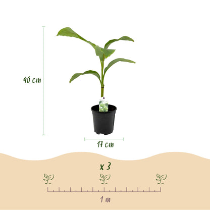 Musa Basjoo en pot de 17cm avec une hauteur de 40cm, montrant l'espacement de plantation recommandé d'1 mètre.