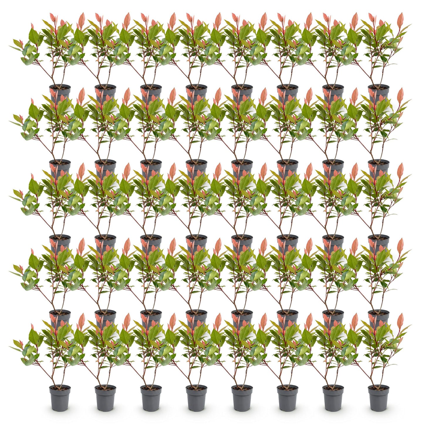 Photinia Little Red Robin : un lot de 40 jeunes plants avec feuillage vert et pousses rouges en pots, alignés sur fond blanc.