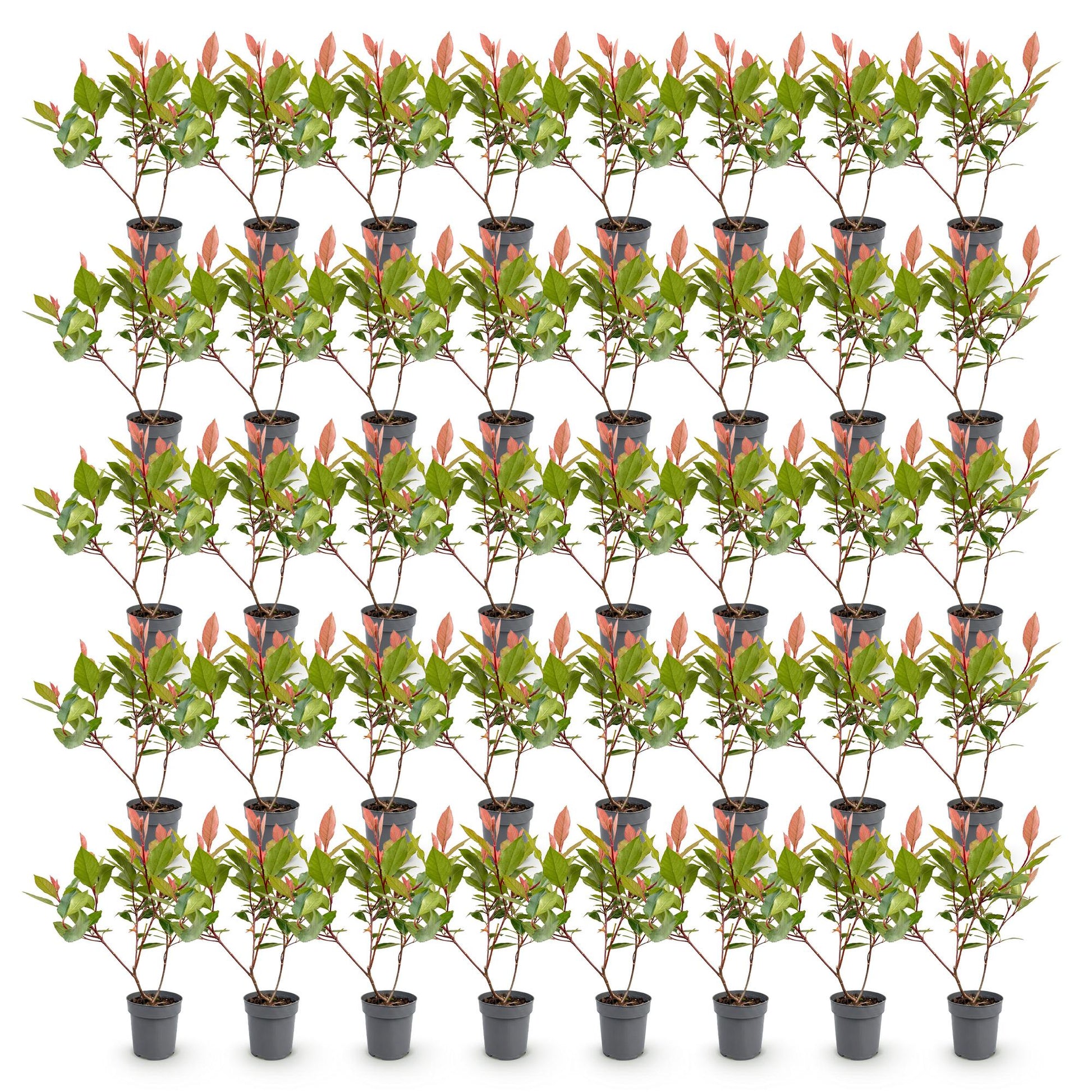 Photinia Little Red Robin : un lot de 40 jeunes plants avec feuillage vert et pousses rouges en pots, alignés sur fond blanc.