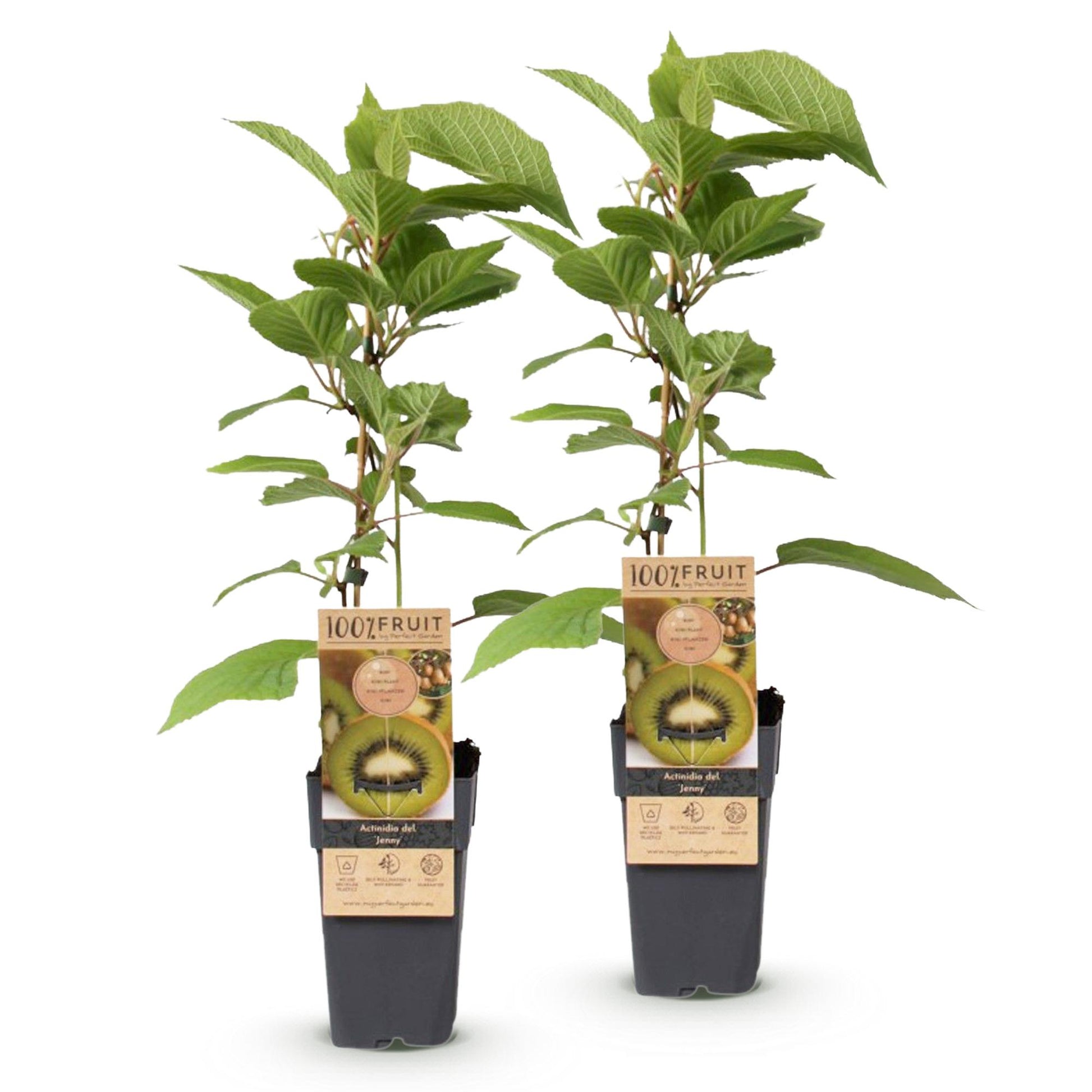 Kiwiplant Actinidia deliciosa Jenny : lot de 2 plants autofertiles en pot avec leurs étiquettes '100% FRUIT' et un kiwi tranché.