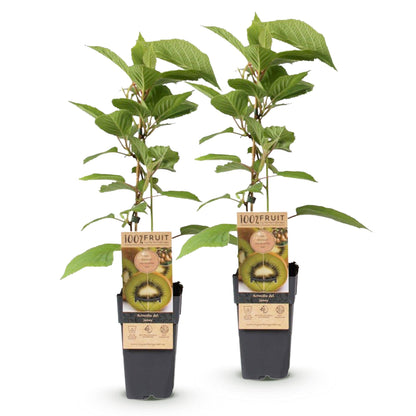Kiwiplant Actinidia deliciosa Jenny : lot de 2 plants autofertiles en pot avec leurs étiquettes '100% FRUIT' et un kiwi tranché.