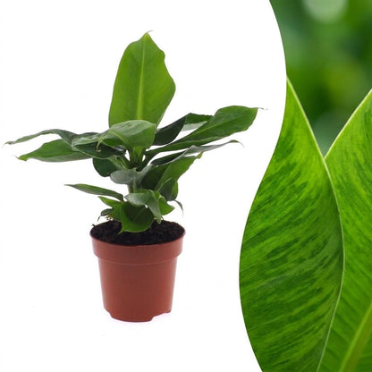 Musa Oriental Dwarf - Bananier nain oriental - Pot de 12cm - 1 plante - Sans cache-pot