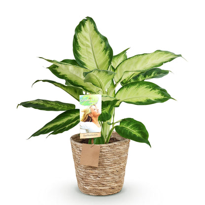 Plantes d'intérieur - Diefenbachia Camilla - Dieffenbachia - Peu d'entretien - avec panier - Bicolore - 1 Plante - Pot 17cm - Hauteur 45-50cm