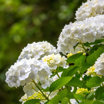 Hortensia de jardin (Hydrangea macrophylla), arbuste fleuri rustique, Pot 17 cm, Hauteur 30 cm