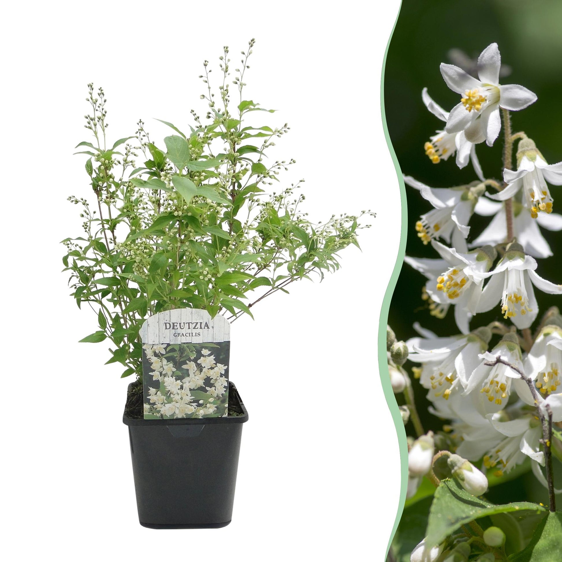Deutzia Gracilis : jeune plant en pot sur fond blanc, avec en superposition un gros plan de ses délicates fleurs blanches épanouies.