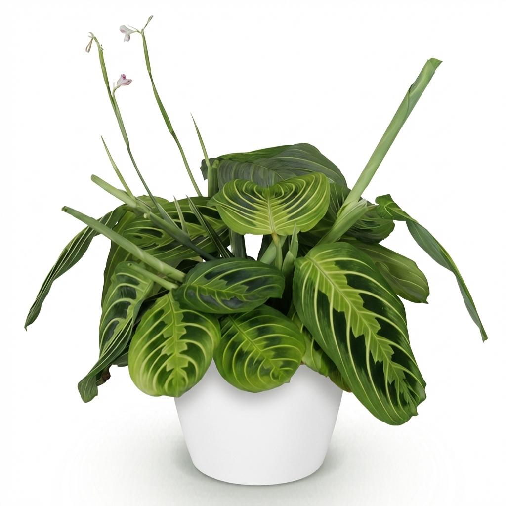 Plante d'intérieur - Maranta Fascinator Lemon Lime - Plante de prière - Plante conviviale pour les animaux - Vert - 1 Plante - avec Potter Blanc - Pot 12cm - Hauteur 25cm
