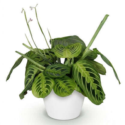 Plante d'intérieur - Maranta Fascinator Lemon Lime - Plante de prière - Plante conviviale pour les animaux - Vert - 1 Plante - avec Potter Blanc - Pot 12cm - Hauteur 25cm