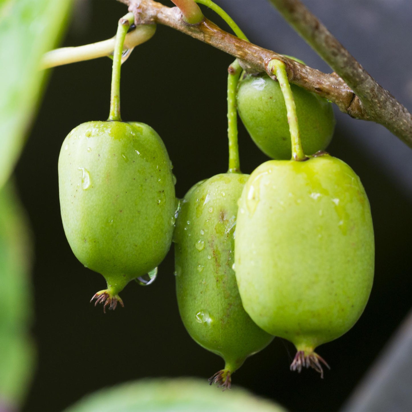 Actinidia arguta Issai : Gros plan de kiwis miniatures, verts et lisses, suspendus à une branche, avec des gouttes de rosée.