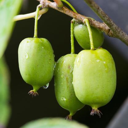 Actinidia arguta Issai : Gros plan de kiwis miniatures, verts et lisses, suspendus à une branche, avec des gouttes de rosée.