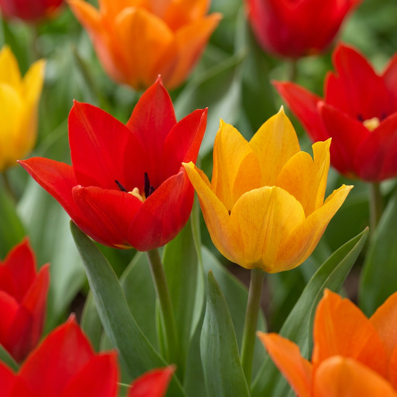 Tulipe Praestans en mélange (Tulipa) - floraison printanière - calibre 8/9