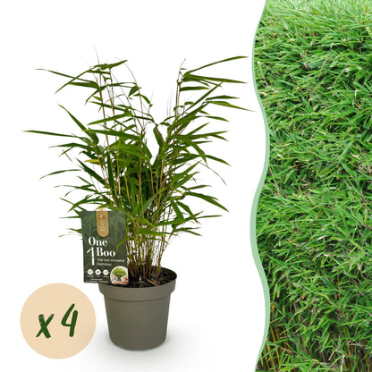 Bambou Fargesia rufa : pot de bambou avec une pastille indiquant une quantité de x4 plantes. À droite, une haie dense de bambous.