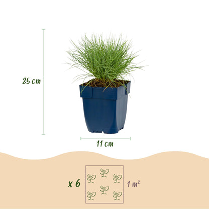 Festuca glauca, Herbe bleue : schéma montrant la hauteur (25 cm) et le diamètre du pot (11 cm), ainsi que l'espacement de plantation de 6 pl