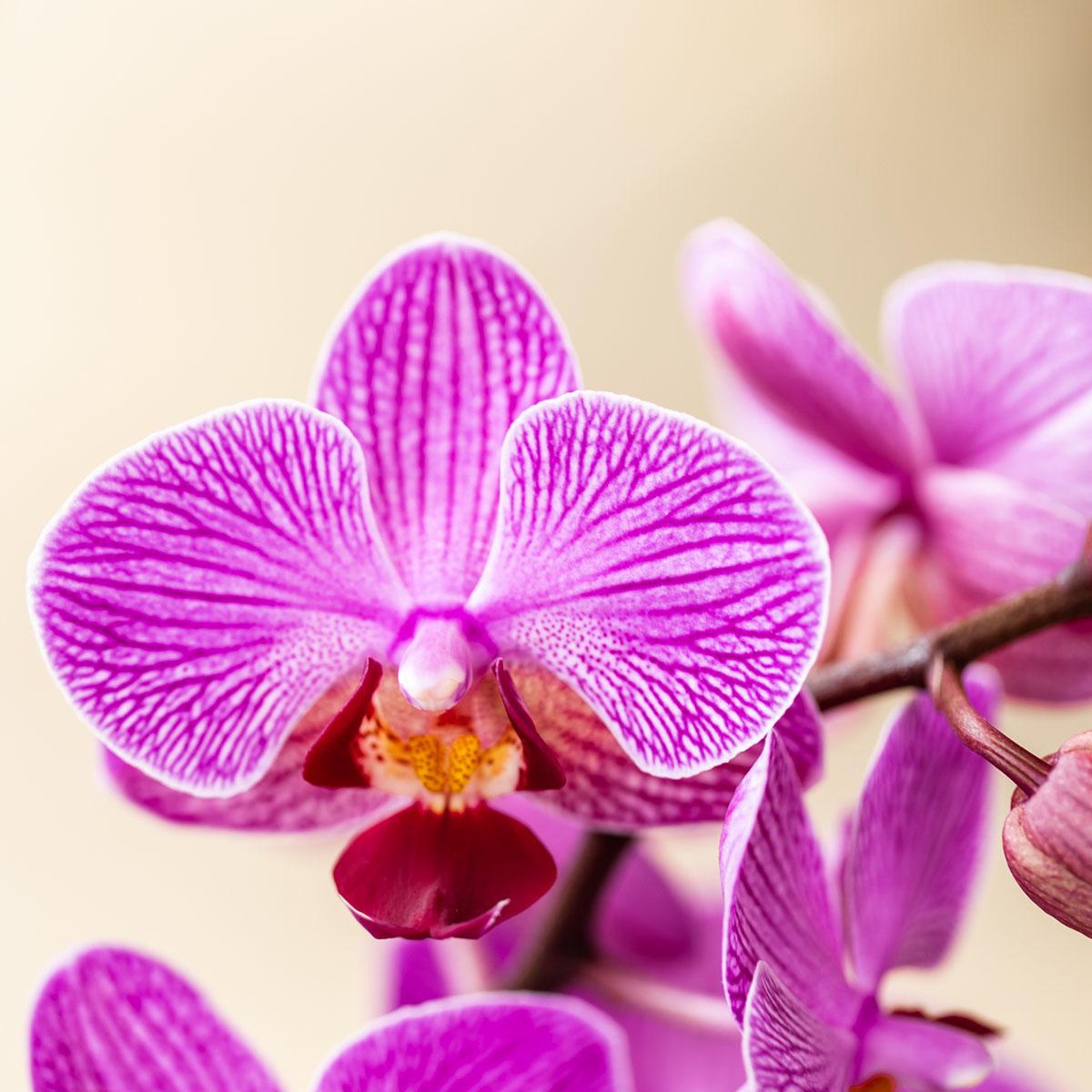Orchidée Phalaenopsis en pot