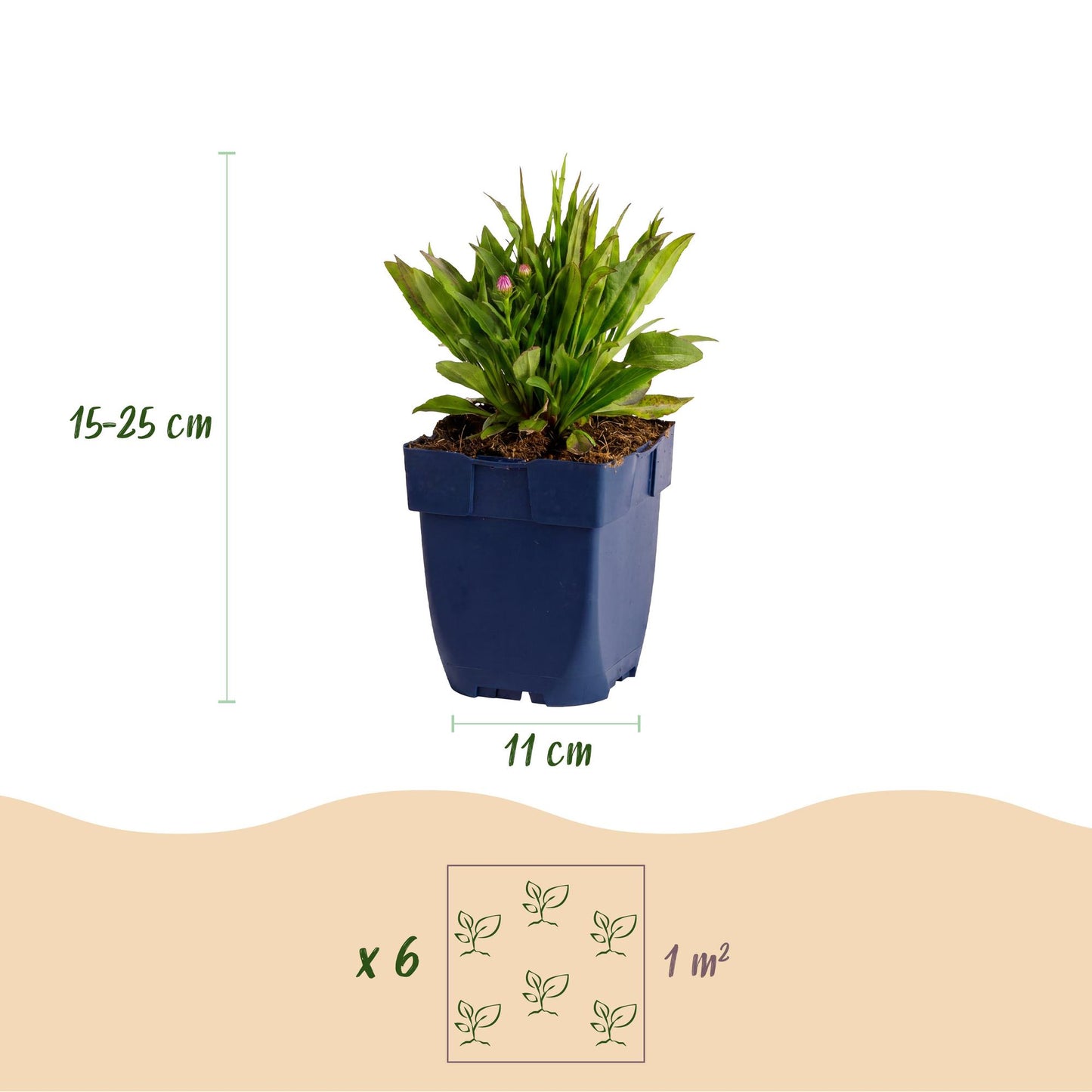 Aster Wood's Pink : infographie montrant un plant en pot, sa hauteur (15-25cm), le diamètre du pot (11cm), et la densité de plantation (x6 p