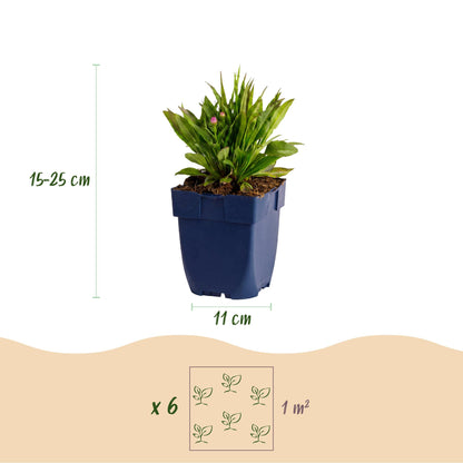 Aster Wood's Pink : infographie montrant un plant en pot, sa hauteur (15-25cm), le diamètre du pot (11cm), et la densité de plantation (x6 p