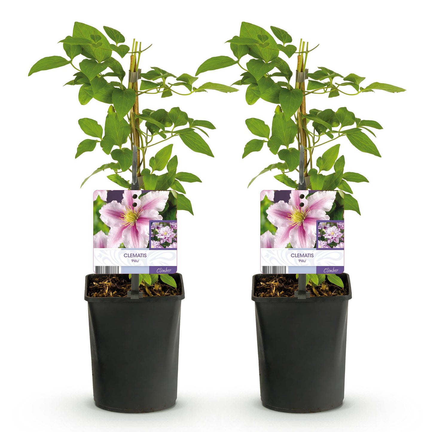 Clématite Piilu : deux jeunes plants en pot sur fond blanc, avec des feuilles vertes et des étiquettes montrant ses fleurs roses.
