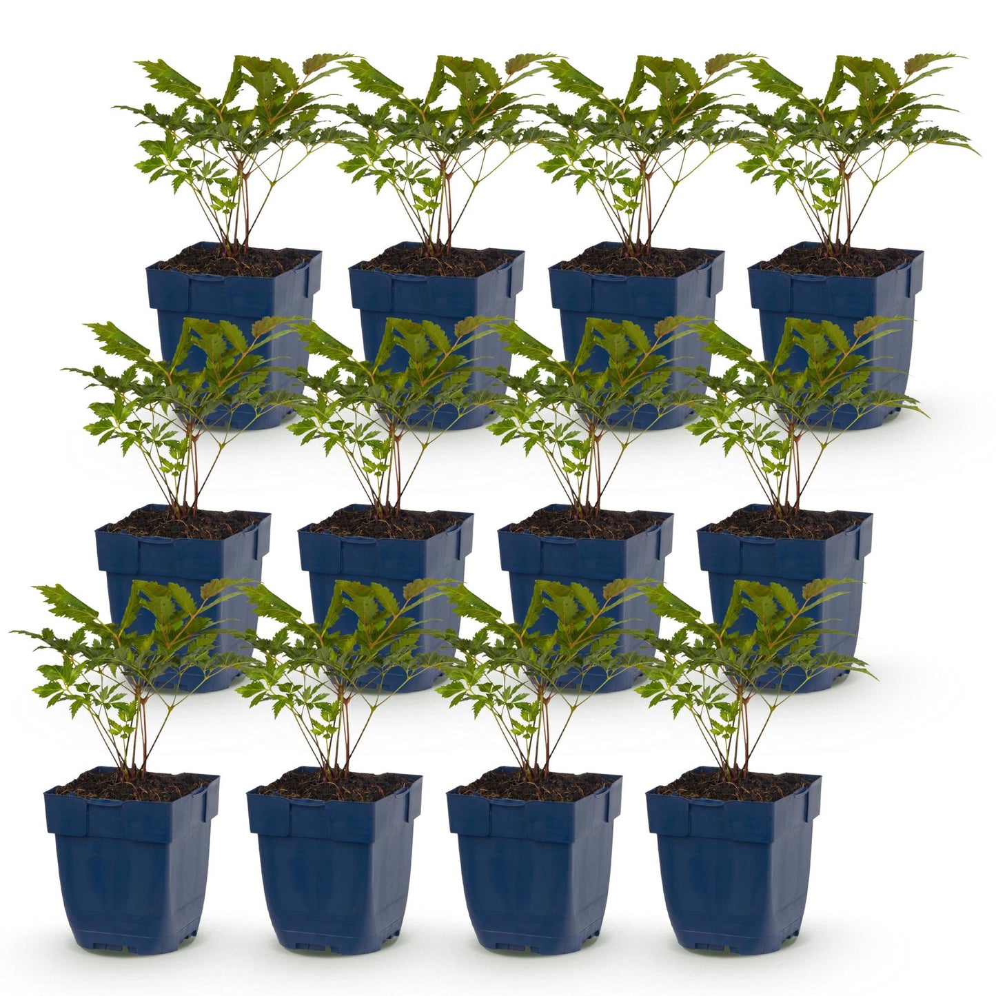 Astilbe Fanal, lot de 12 jeunes plants en pots bleus, feuillage vert foncé luxuriant, idéal pour l'ombre.