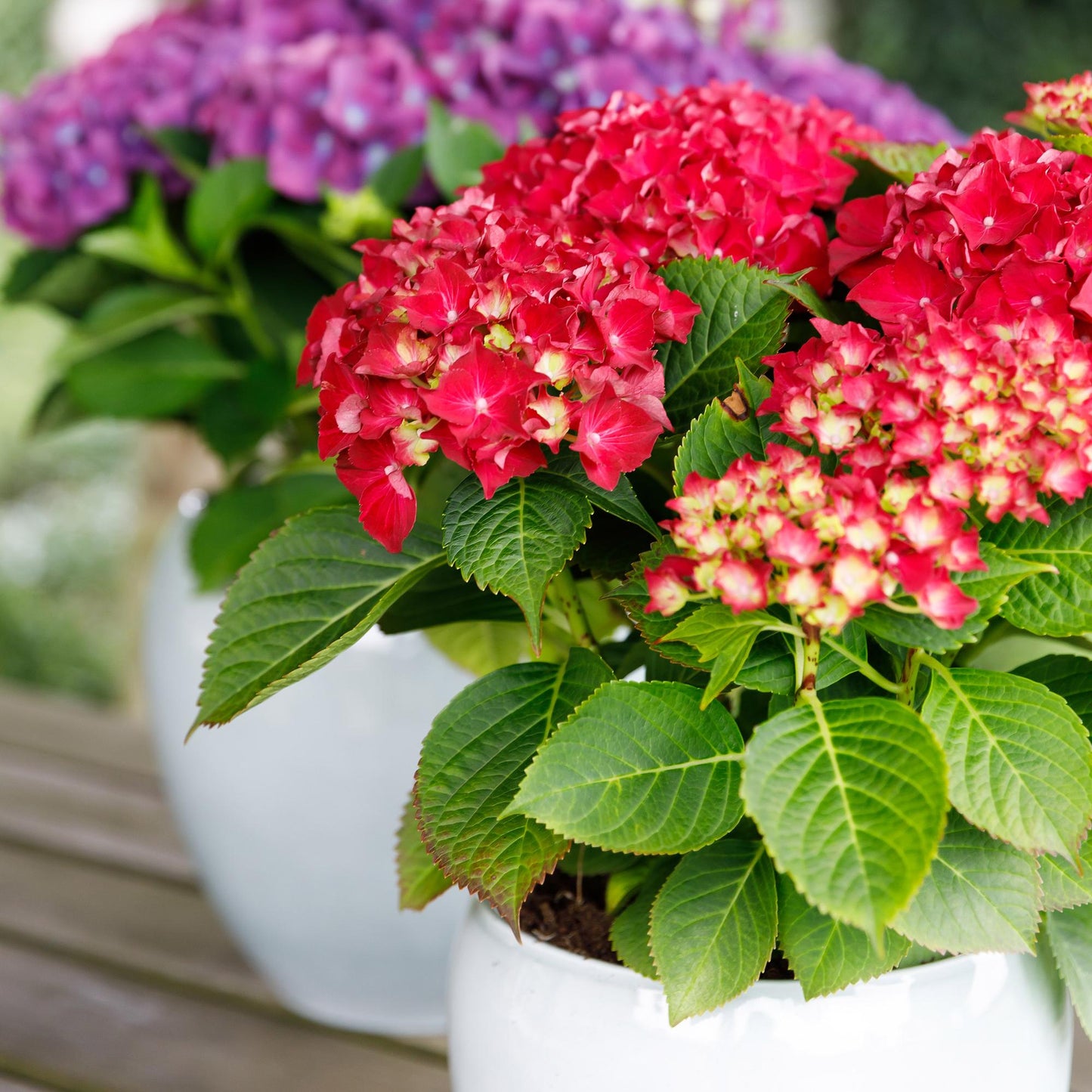 Hortensia Hydrangea Forever & Ever. Gros plan de deux hortensias en fleurs, l'un rouge vif au premier plan et l'autre violet en arrière-plan