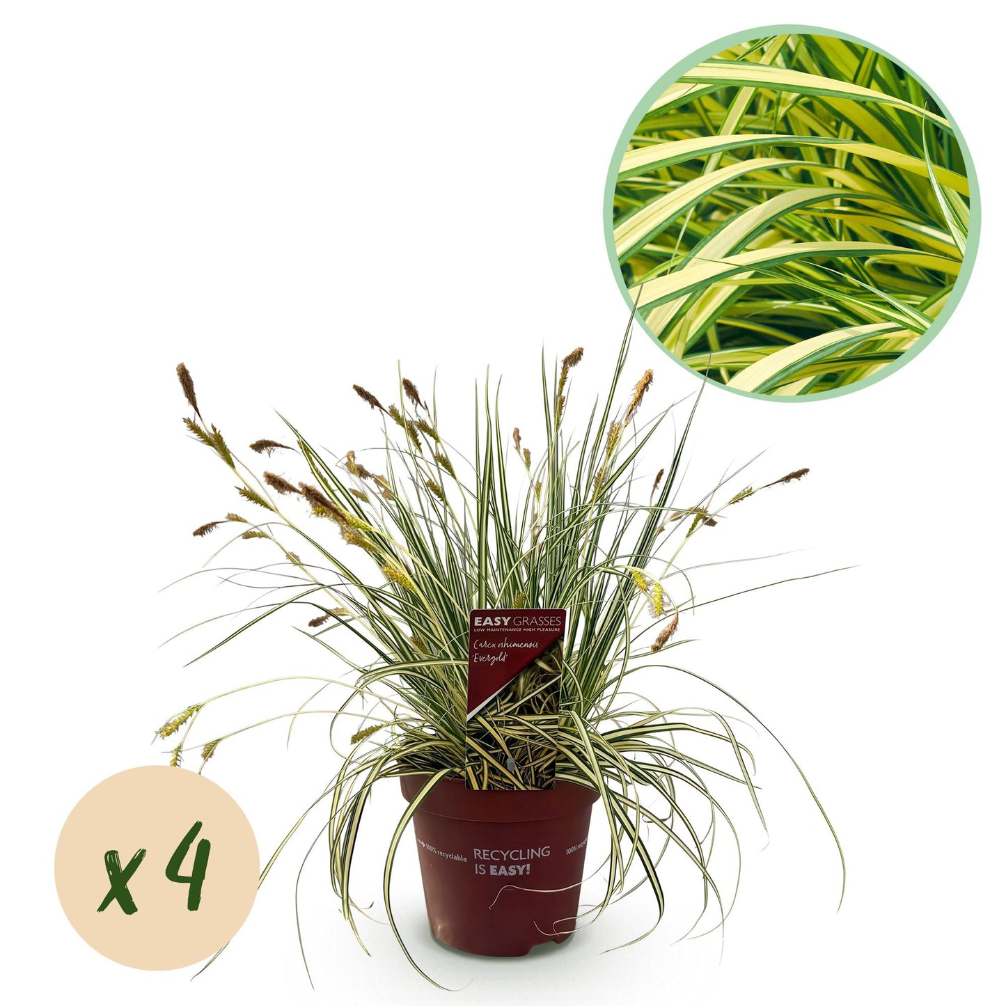 Carex oshimensis Evergold : lot de 4 plants de carex dans des pots bruns, avec un cercle montrant le détail du feuillage panaché jaune et ve