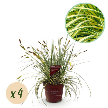 Carex oshimensis Evergold : lot de 4 plants de carex dans des pots bruns, avec un cercle montrant le détail du feuillage panaché jaune et ve