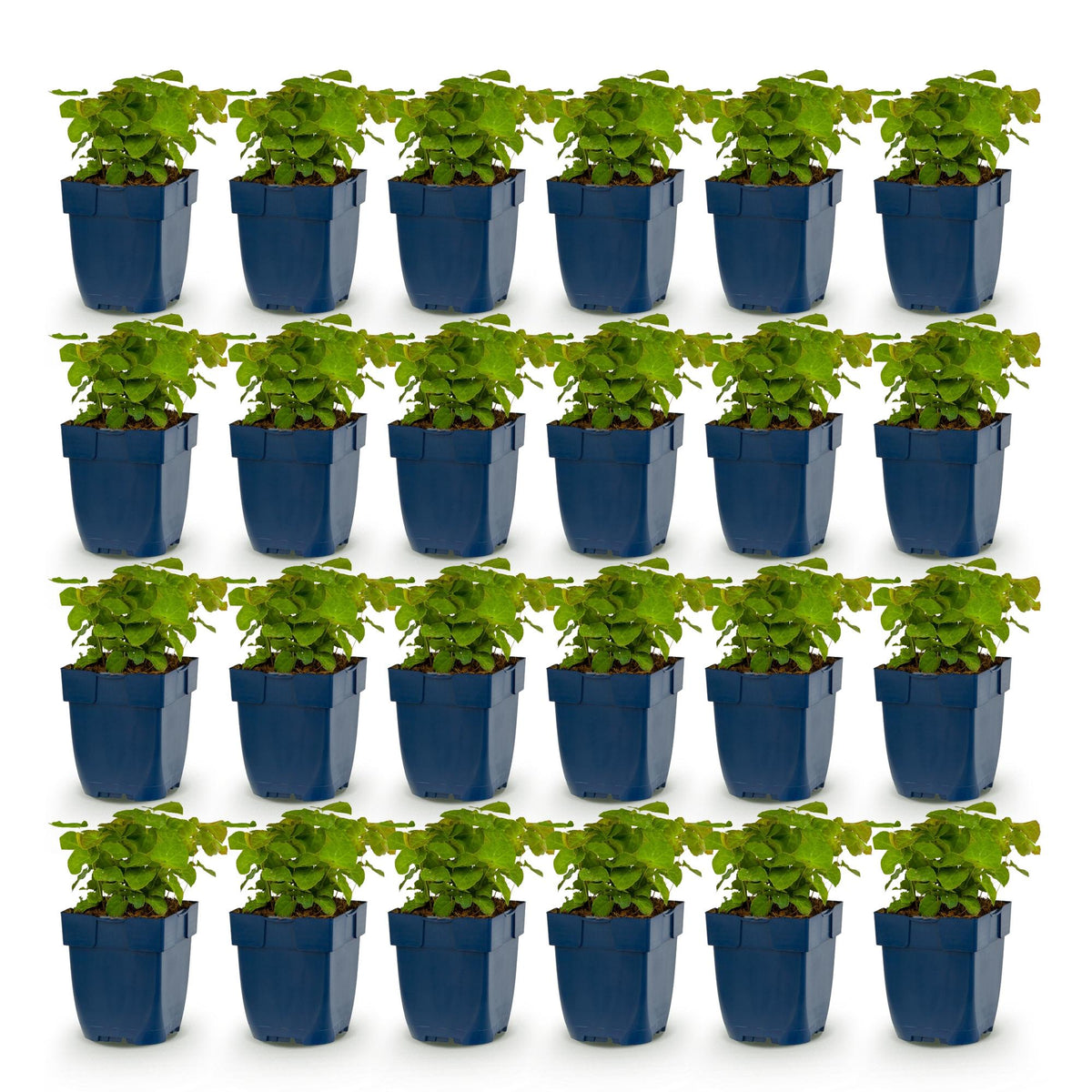 Fleur des elfes 'Frohnleiten' - lot de 24 plants en pot de 11 cm