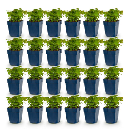 Fleur des elfes 'Frohnleiten' - lot de 24 plants en pot de 11 cm