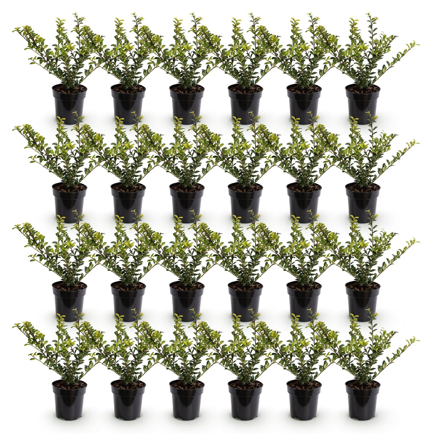 Ilex crenata Covenxa en lot de 24. Houx japonais persistant, pot de 9cm, hauteur 20-30cm, sur fond blanc.