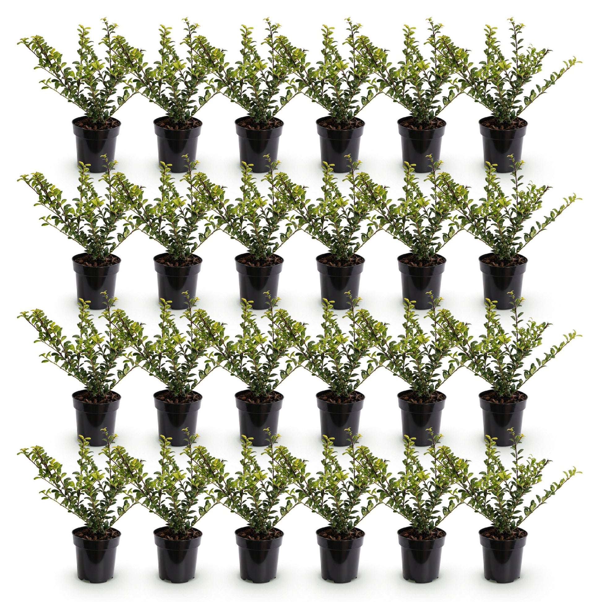 Ilex crenata Covenxa en lot de 24. Houx japonais persistant, pot de 9cm, hauteur 20-30cm, sur fond blanc.