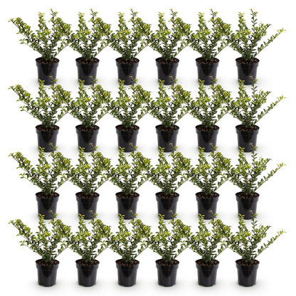 Ilex crenata Covenxa en lot de 24. Houx japonais persistant, pot de 9cm, hauteur 20-30cm, sur fond blanc.