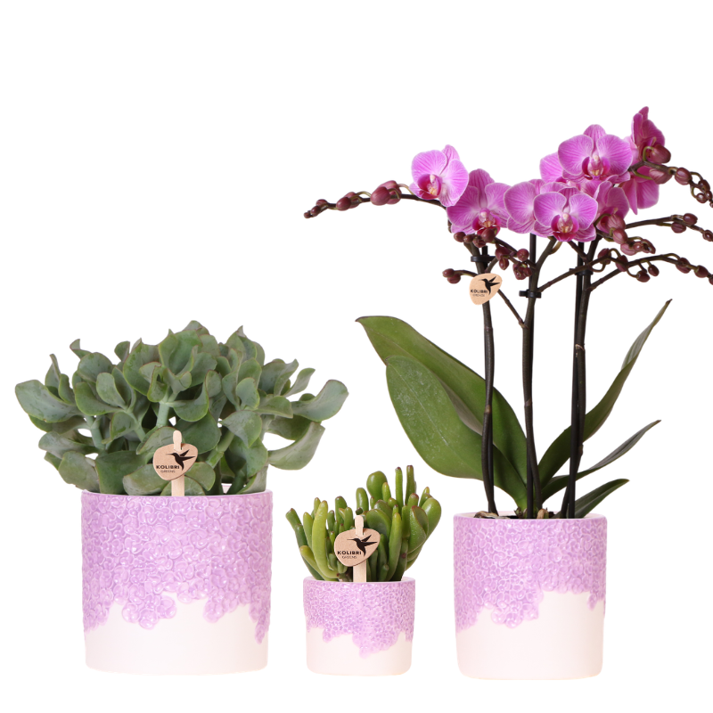 Orchidée Phalaenopsis 'Vienna' violette (Phalaenopsis) - Set avec plantes vertes et cache-pots décoratifs
