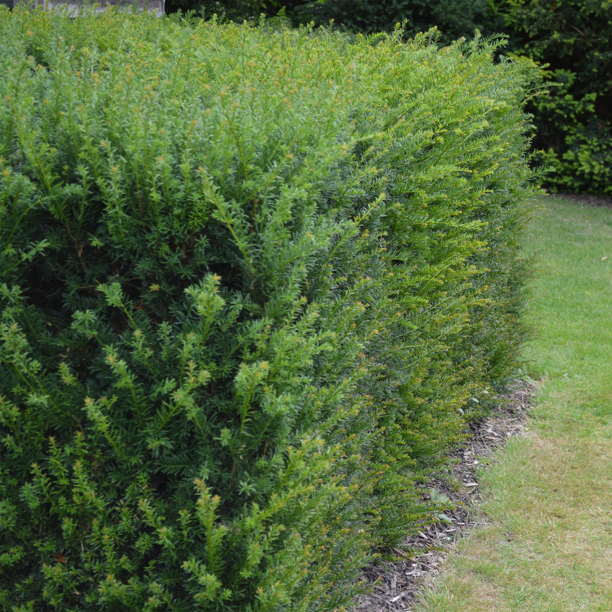 Taxus baccata. Une haie de cette plante, dense et verdoyante, sépare une pelouse bien entretenue d'un autre espace vert dans un jardin.